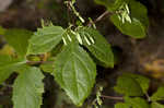 Tall rattlesnakeroot